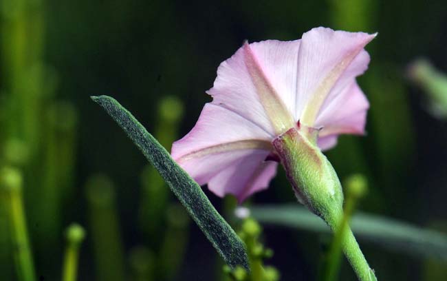 Convolvulus equitans, Texas Bindweed, Southwest Desert Flora